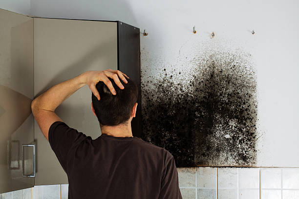 Mold Remediation Experts Restore Your Home Safely